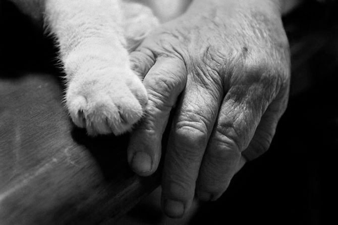 Усыпление домашних животных